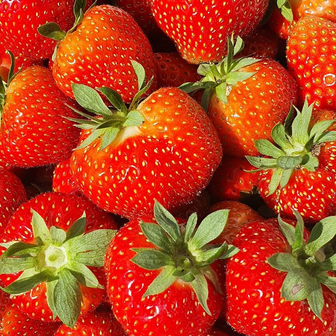 #strawberries @ #strawberryfields